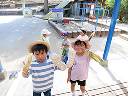 トウモロコシの皮むき体験