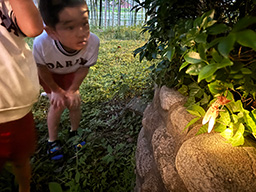 セミの羽化の観察