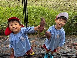 サツマイモ掘りの様子